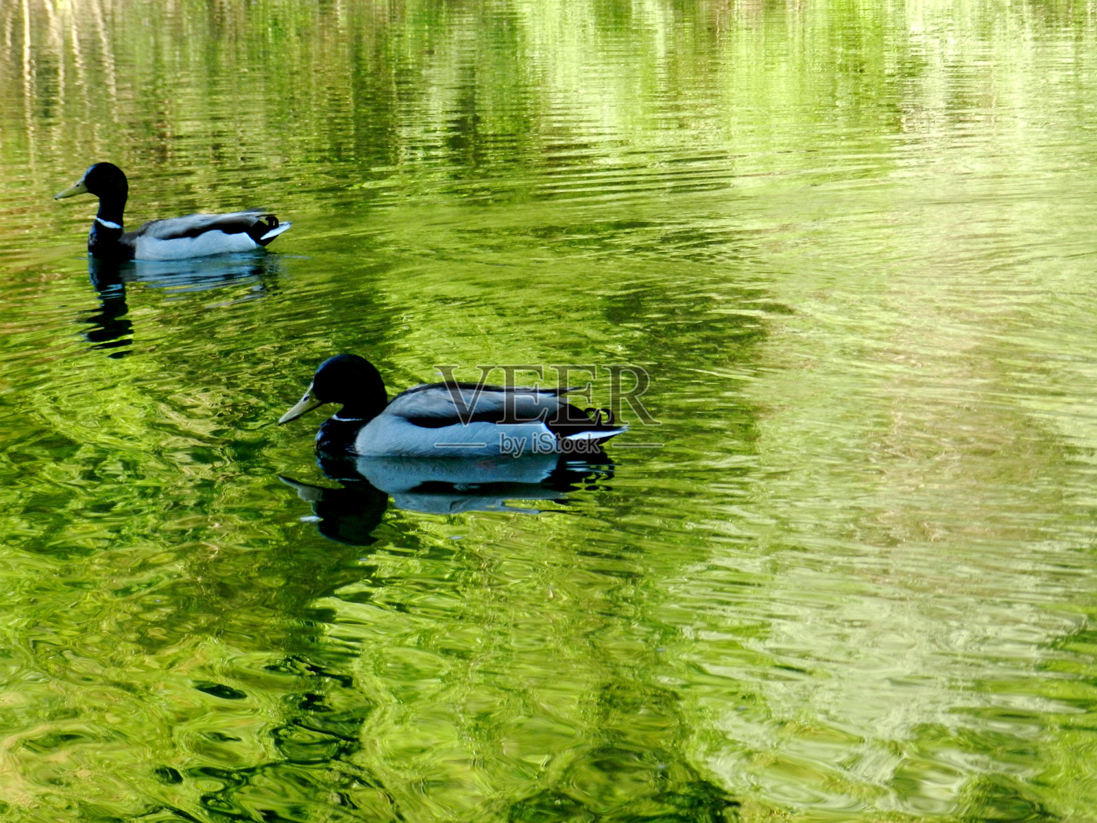 鸭子在水面上游泳照片摄影图片