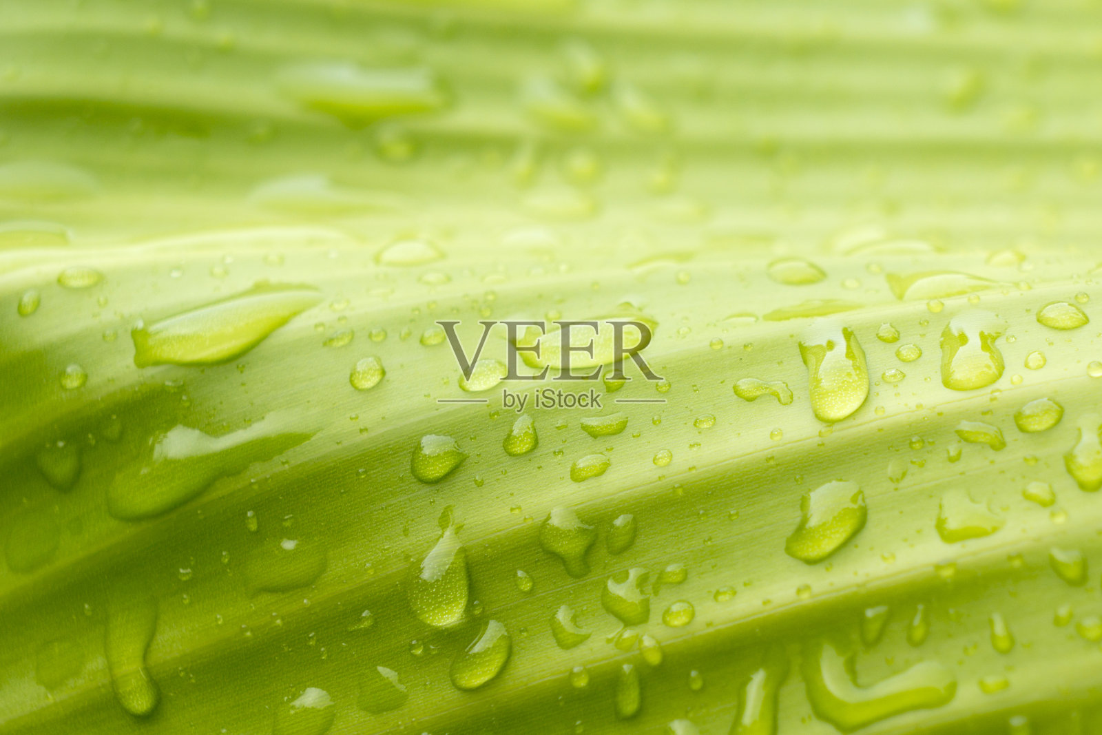 自然的绿色与水滴照片摄影图片