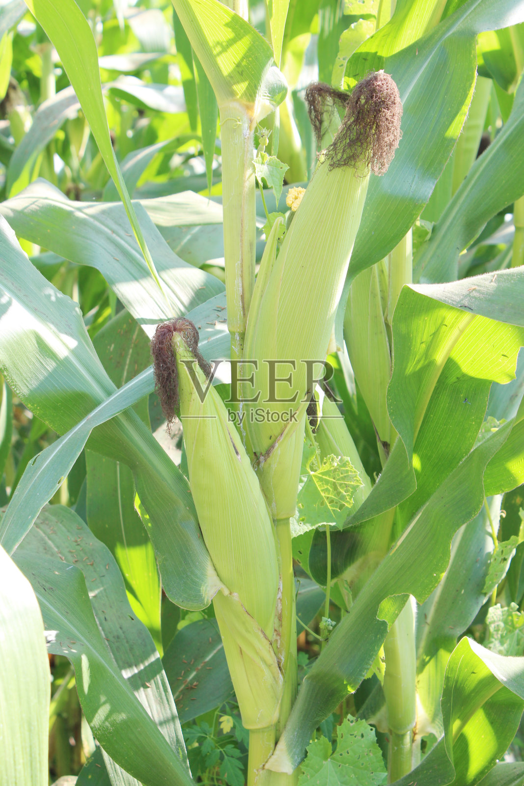 田里的玉米照片摄影图片