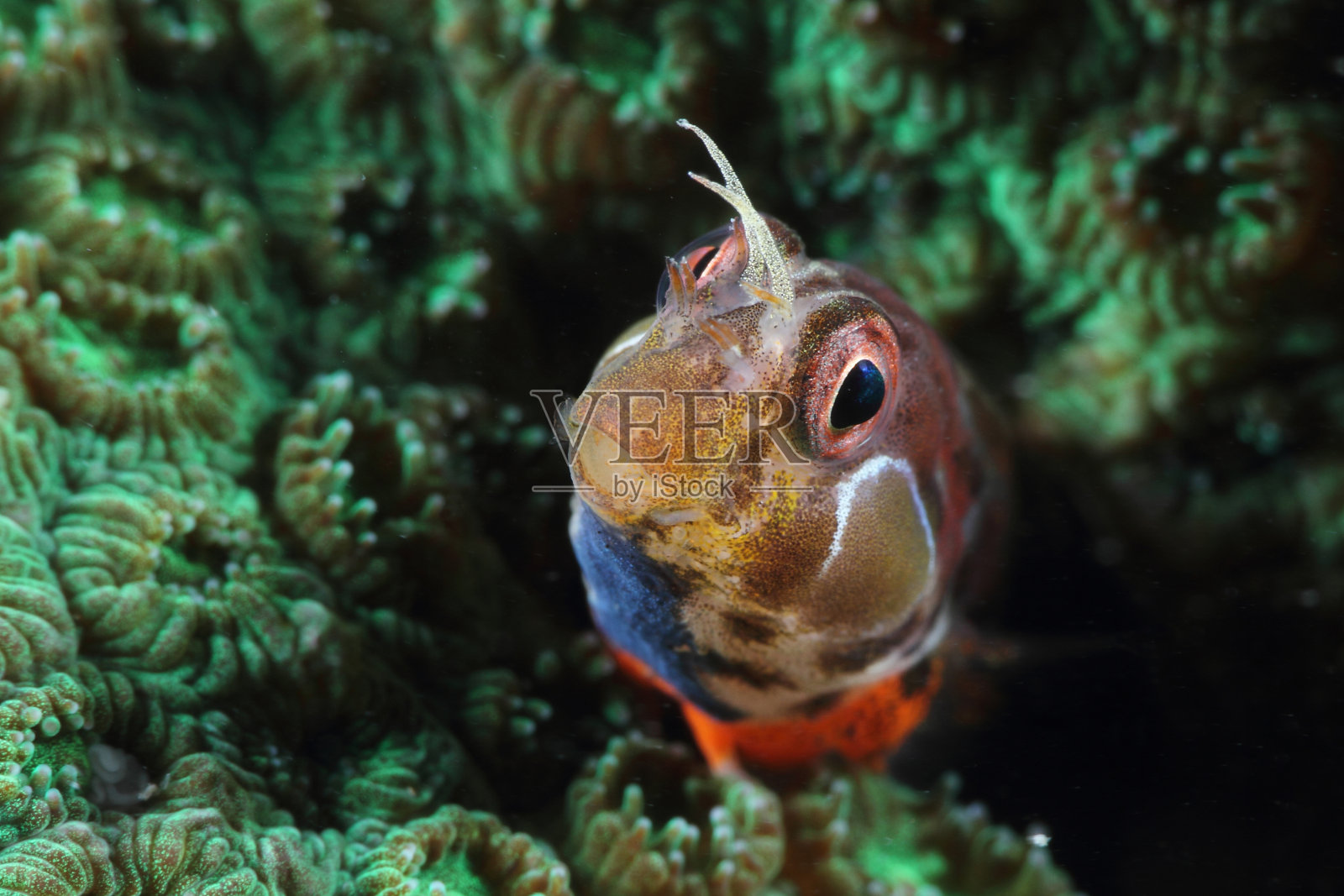 鲇鱼照片摄影图片