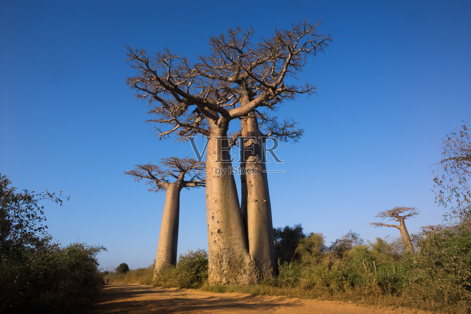 猴面包树的树木照片摄影图片