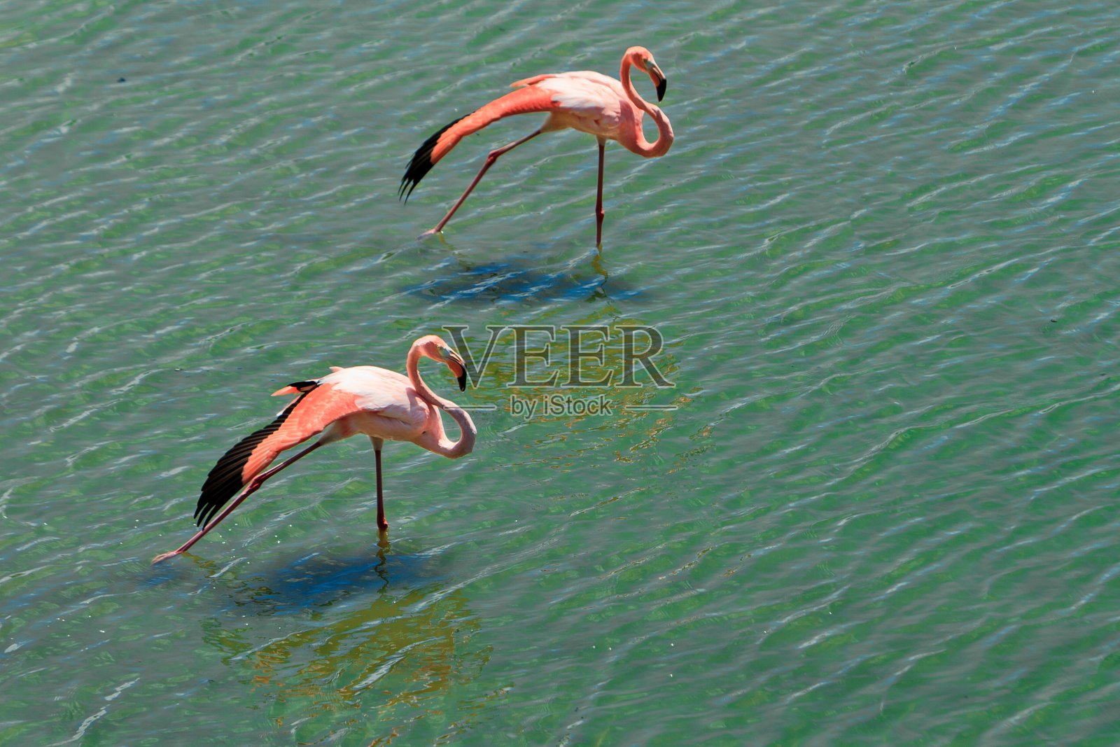 一对可爱的粉红色火烈鸟照片摄影图片