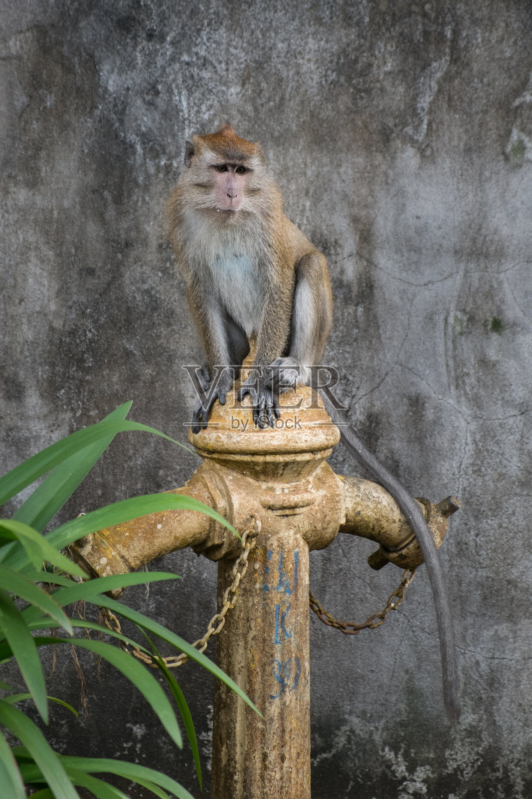 长尾猕猴照片摄影图片