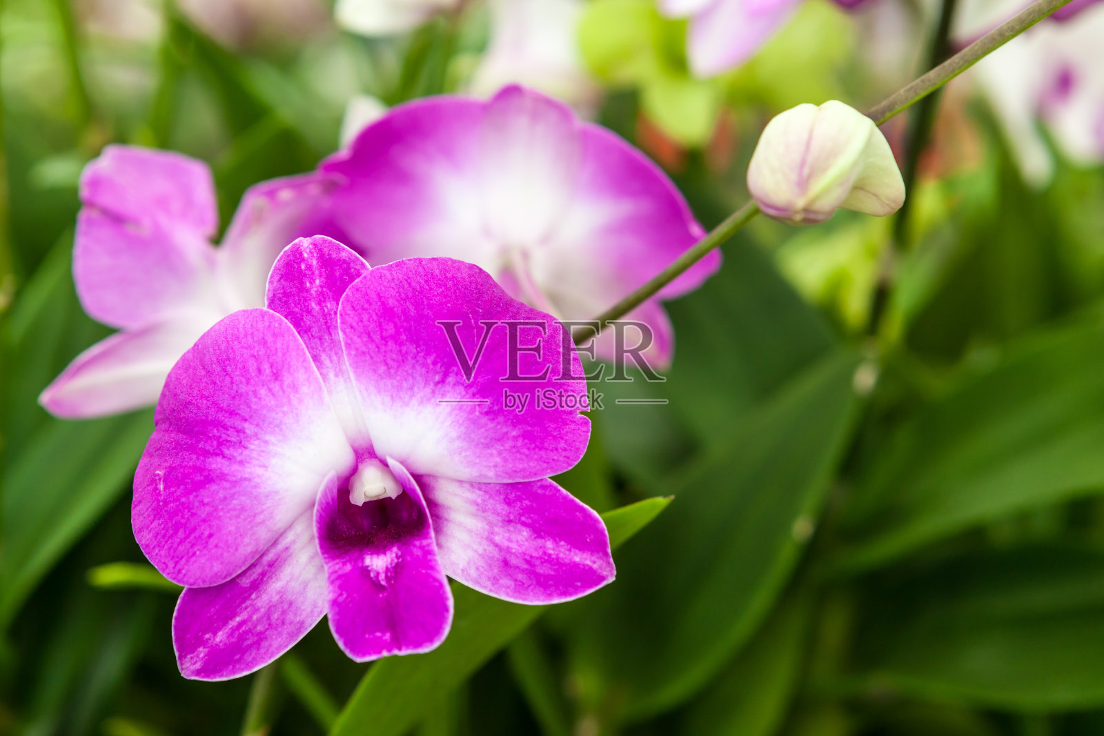 紫色的兰花照片摄影图片