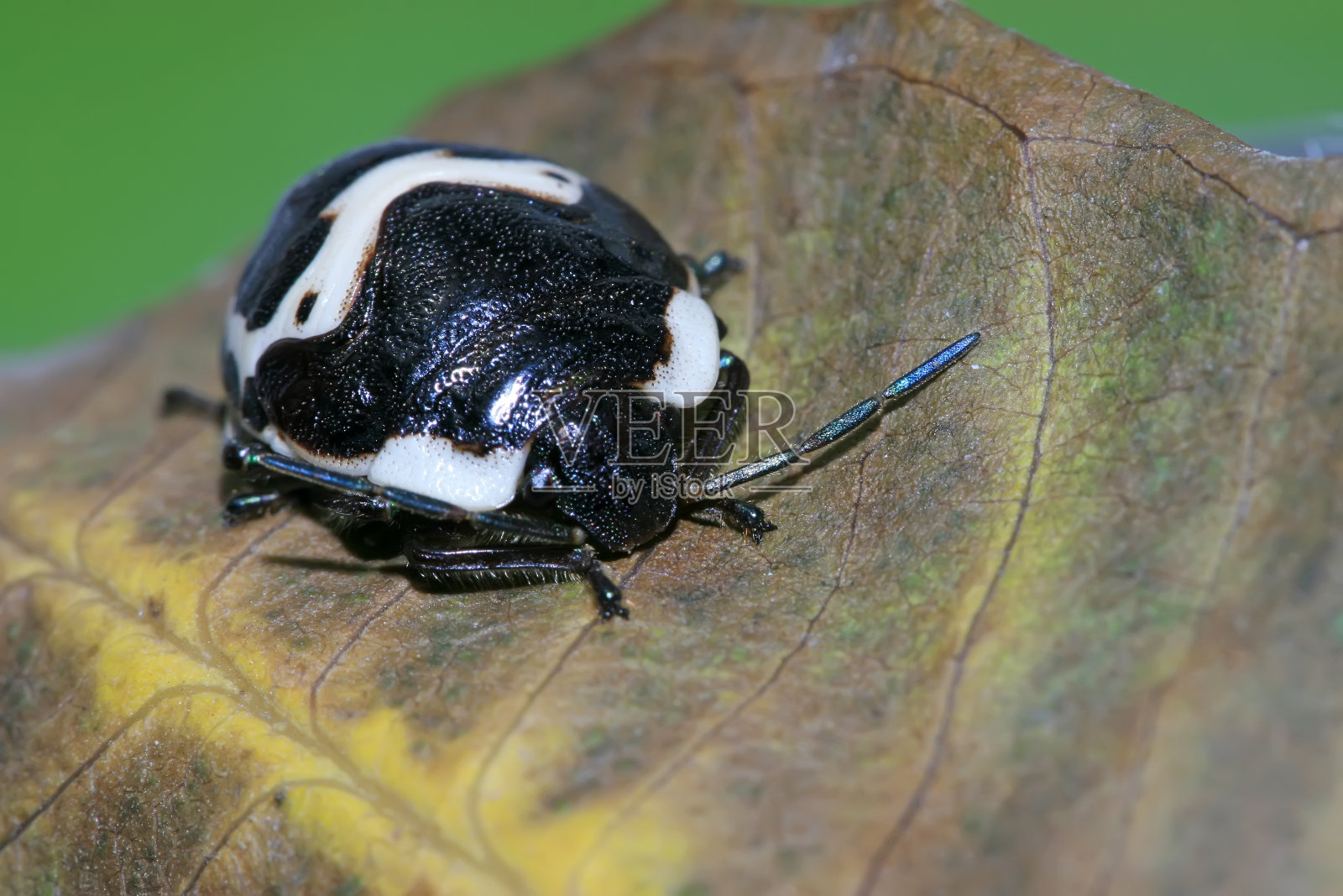 散发恶臭的昆虫照片摄影图片
