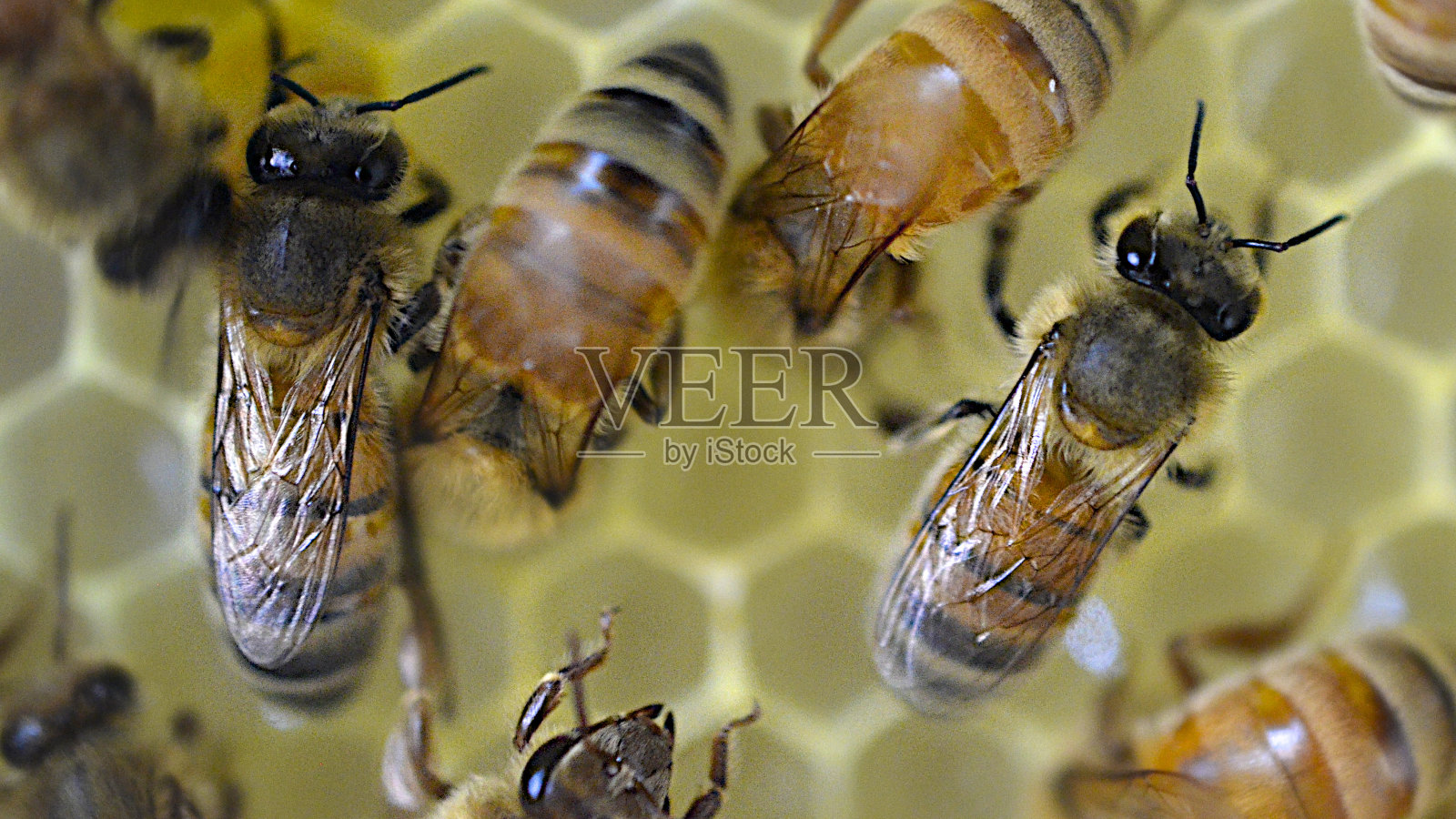 蜂巢宏中的蜜蜂照片摄影图片
