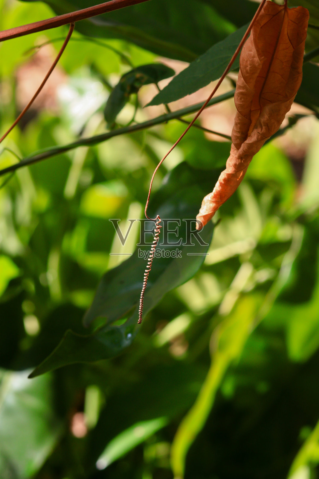干捻藤本植物照片摄影图片