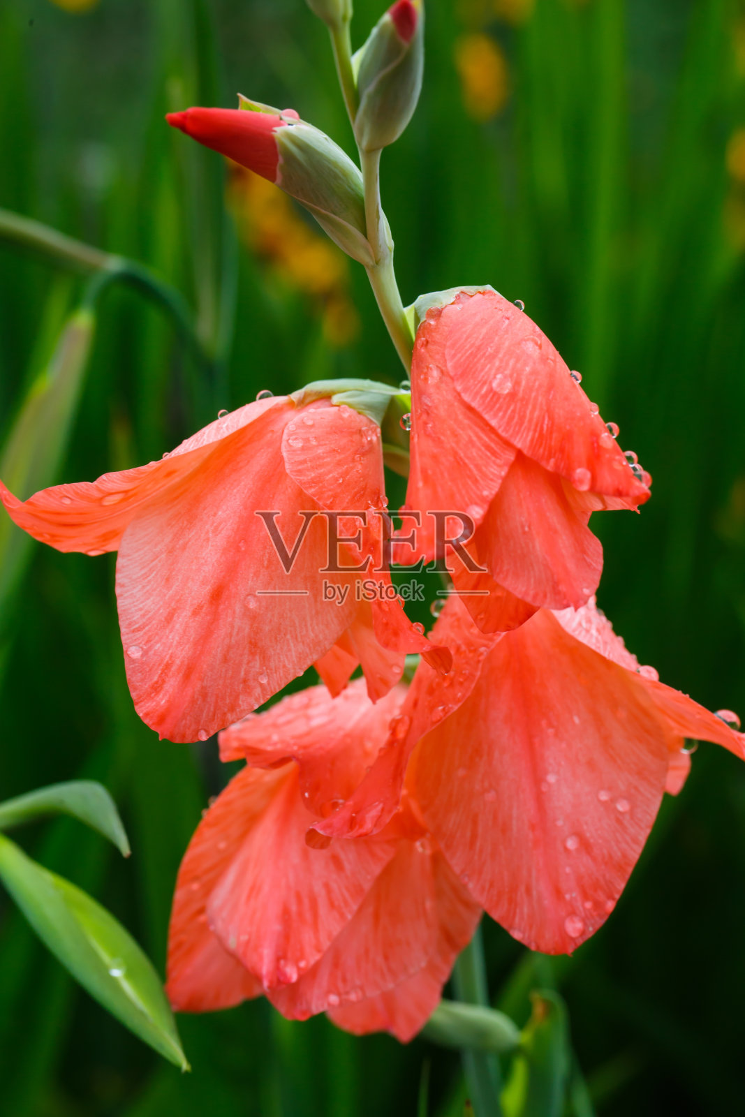 雨滴在一个粉红色剑兰花特写照片摄影图片