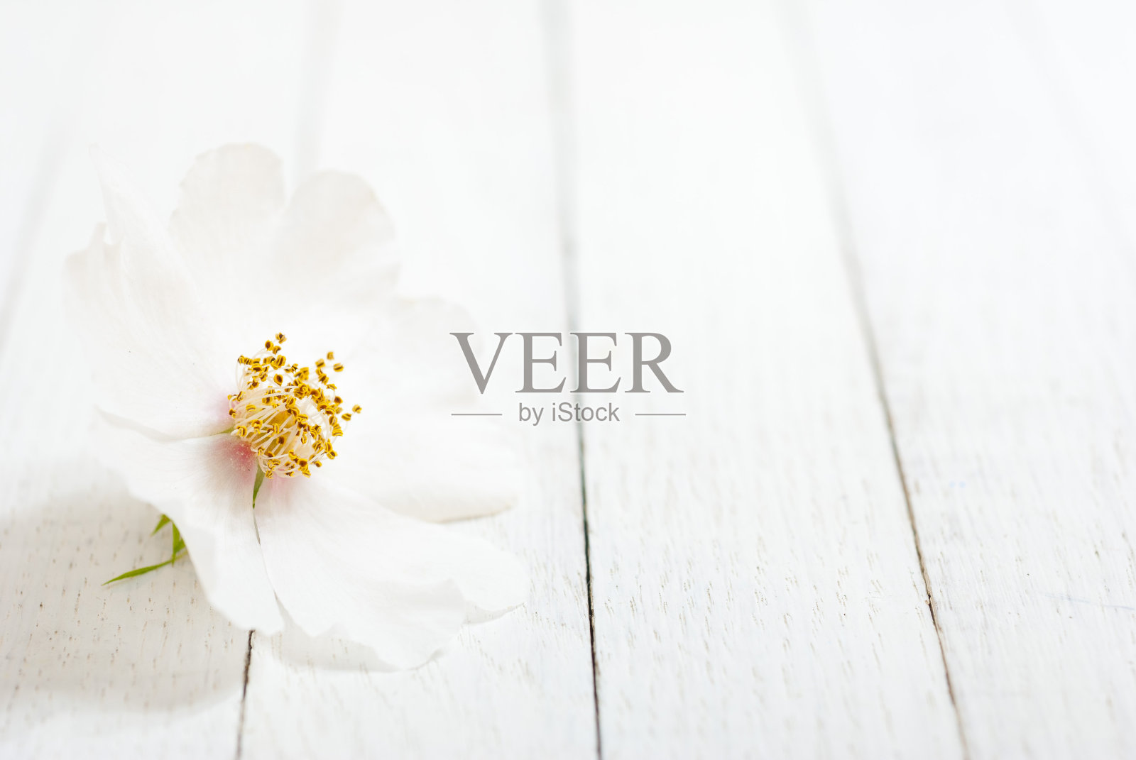 野玫瑰照片摄影图片