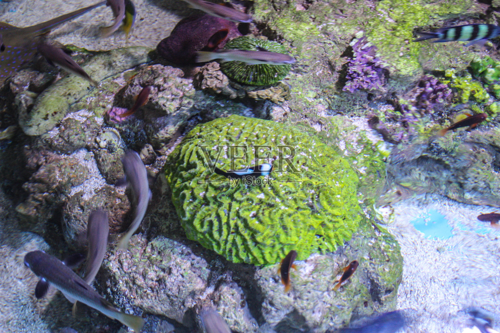 横幅鱼照片摄影图片