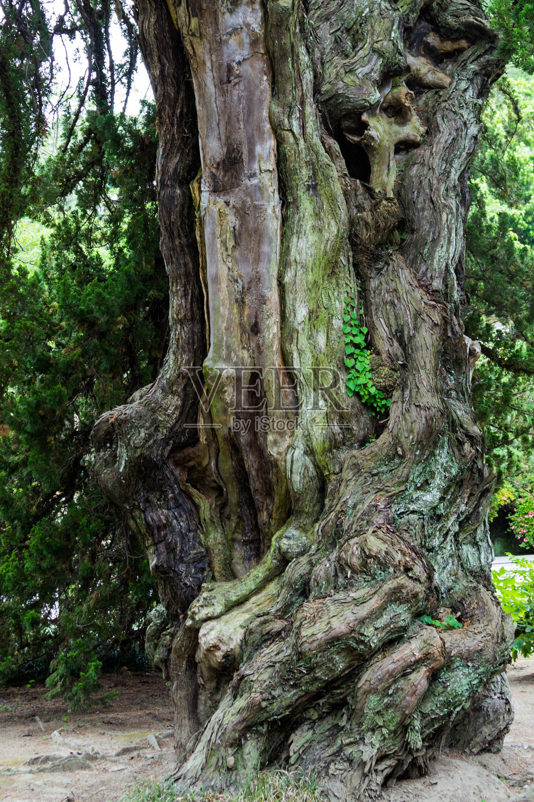 日本镰仓健町寺的一棵老树。照片摄影图片
