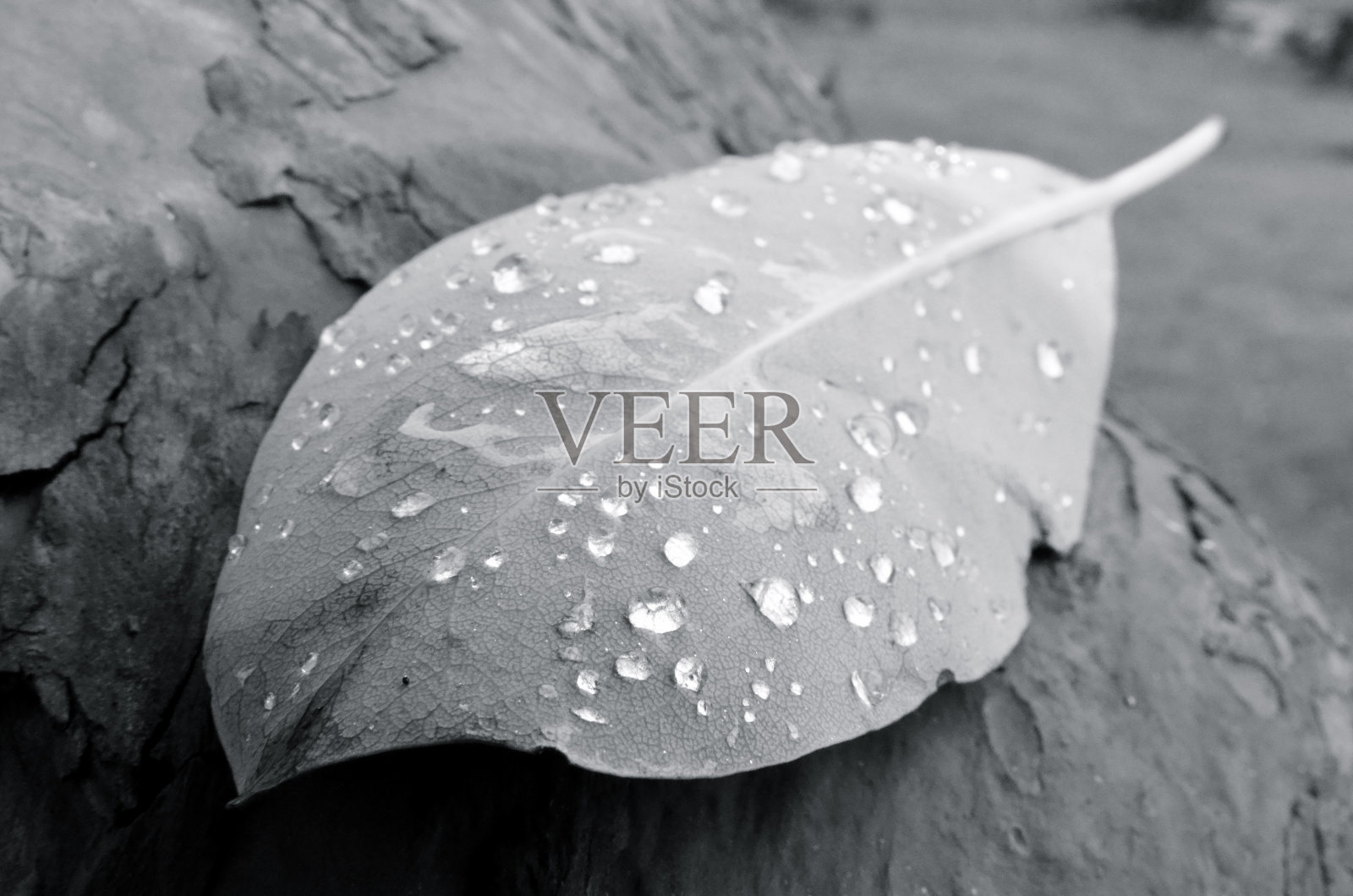 黑色和白色的露珠叶子照片摄影图片