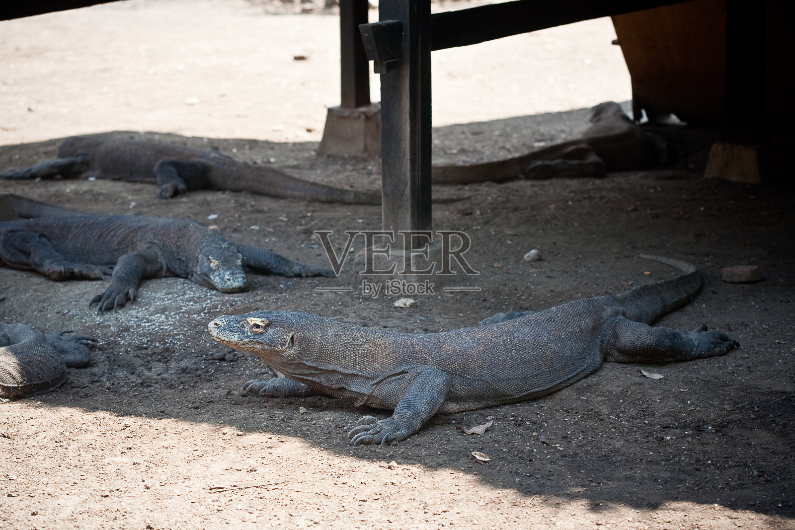 科莫多巨蜥照片摄影图片