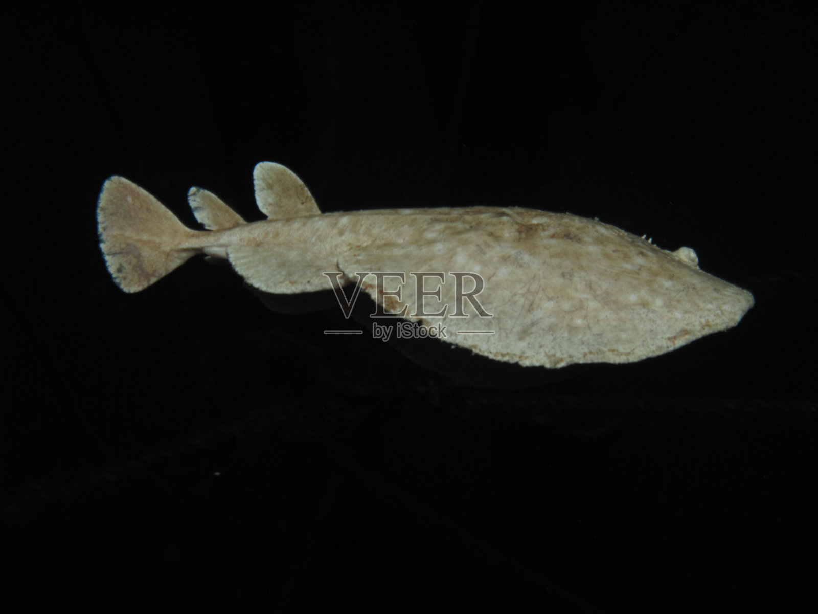 豹鱼雷雷。(鱼雷豹属)照片摄影图片