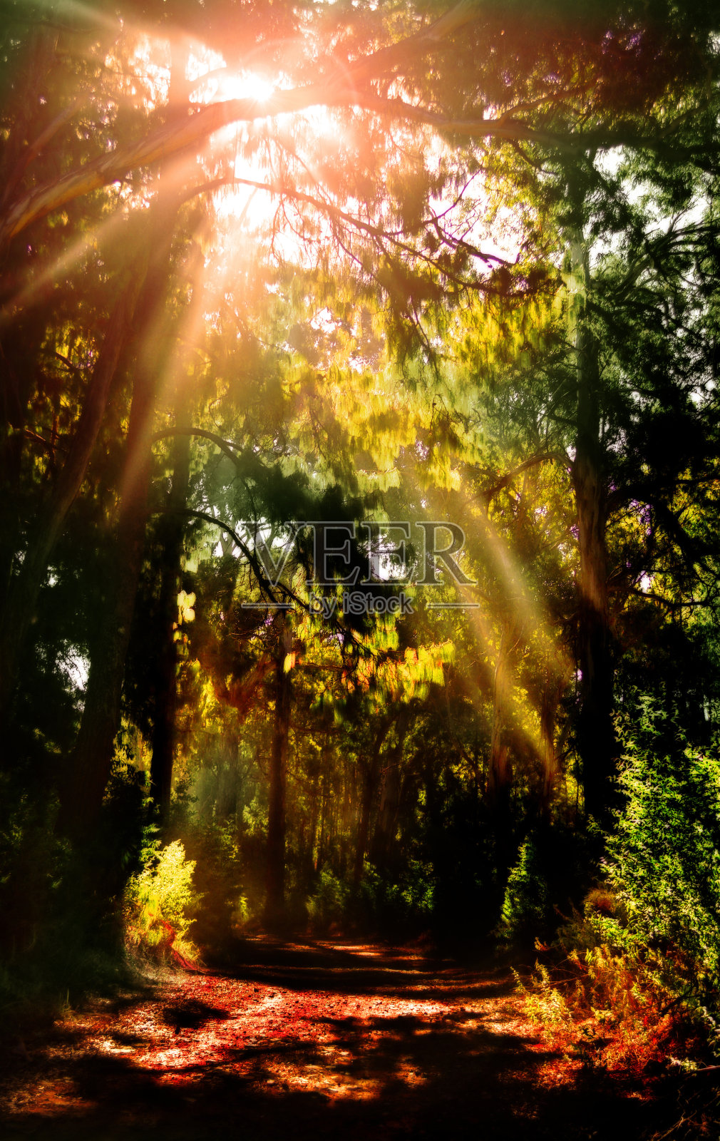 森林与阳光照片摄影图片