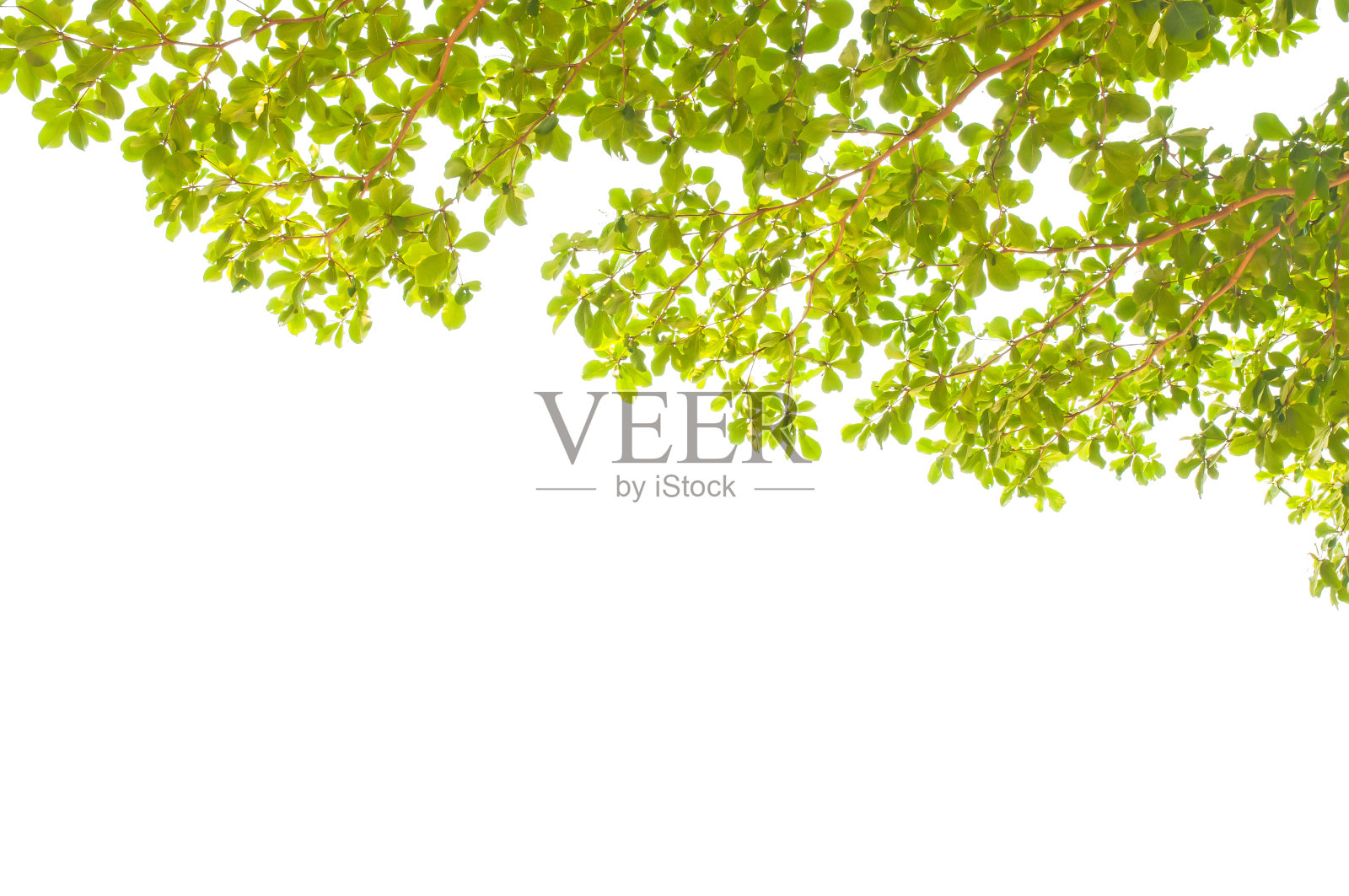 绿叶和树枝都是绿色的照片摄影图片