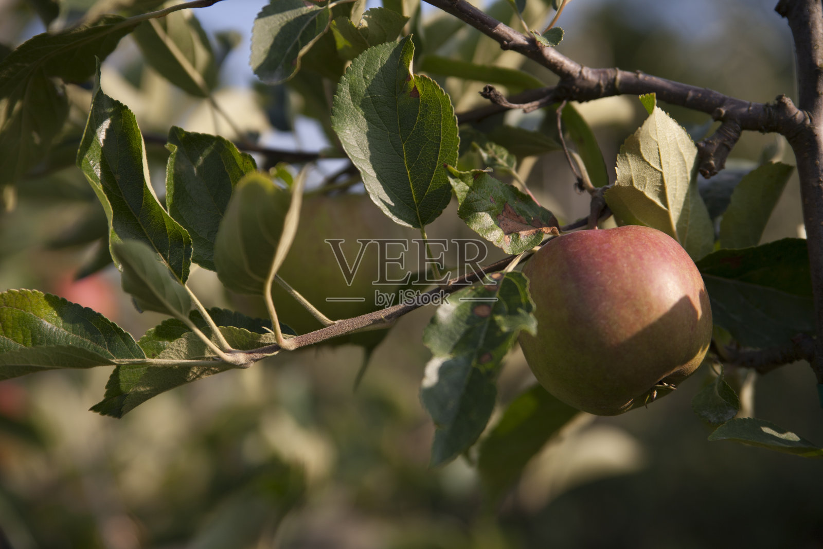 苹果树照片摄影图片