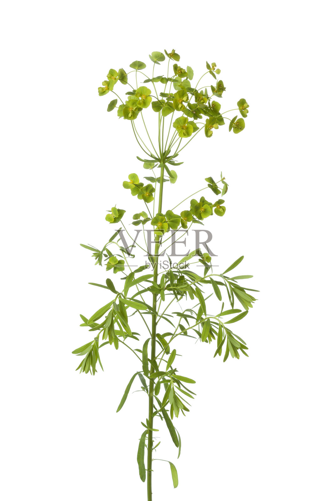 大戟属植物的花照片摄影图片