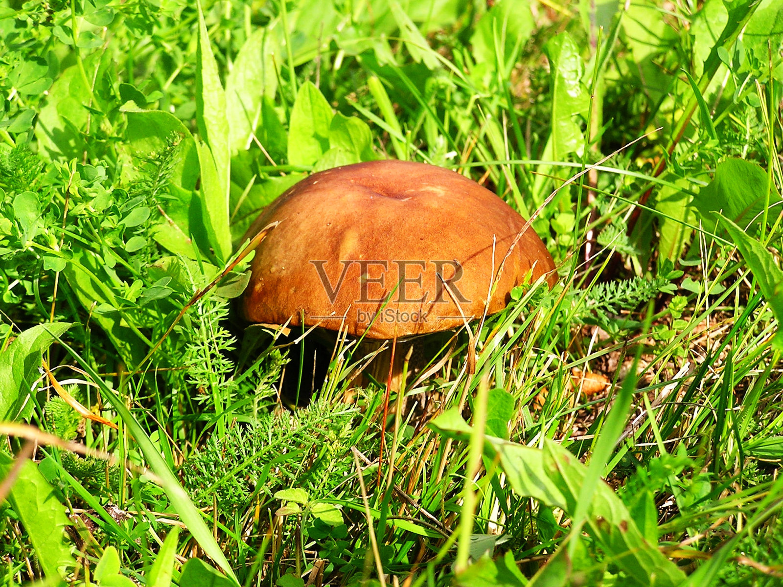 草地上美丽的蘑菇照片摄影图片