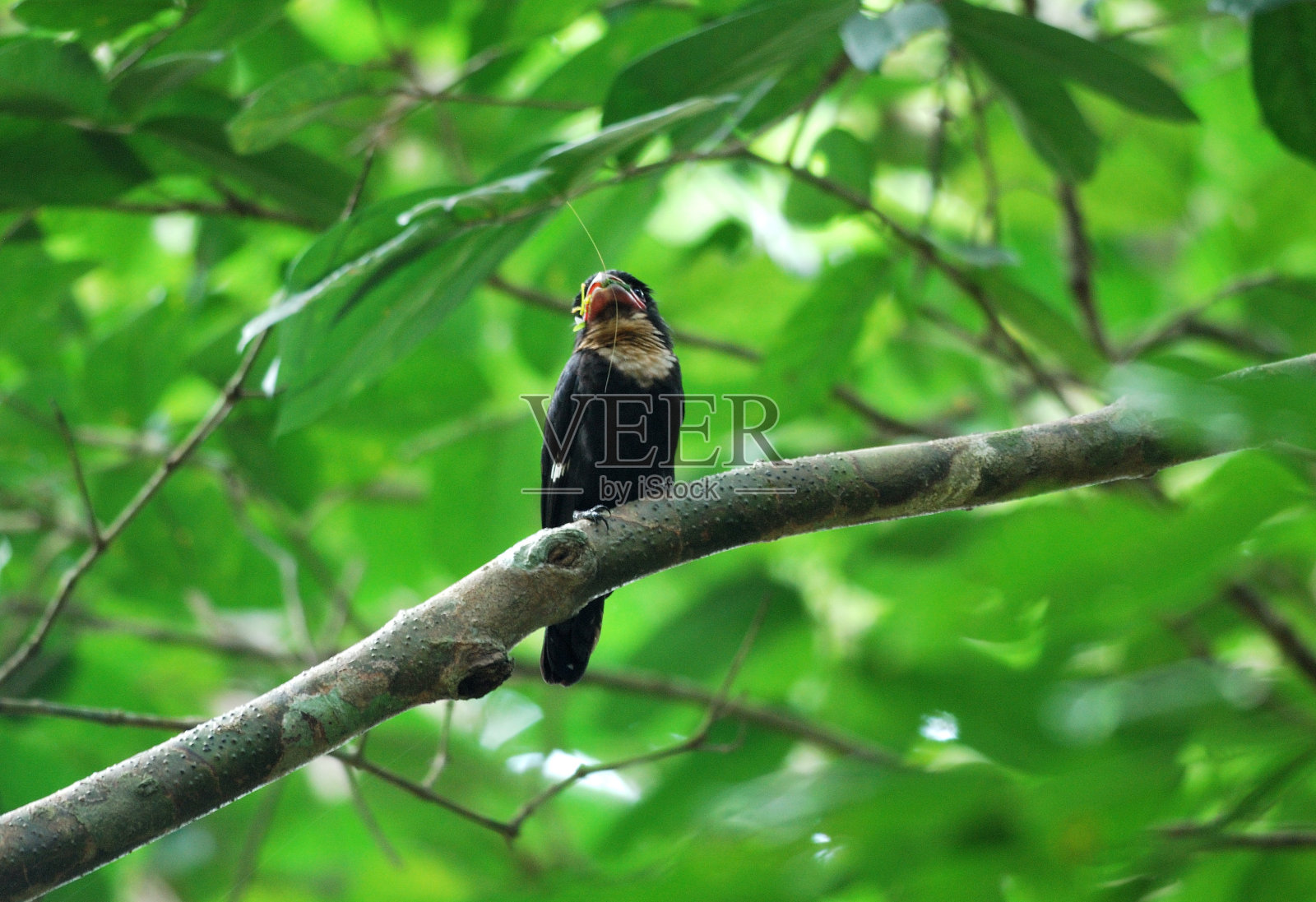 忧郁的broadbill照片摄影图片