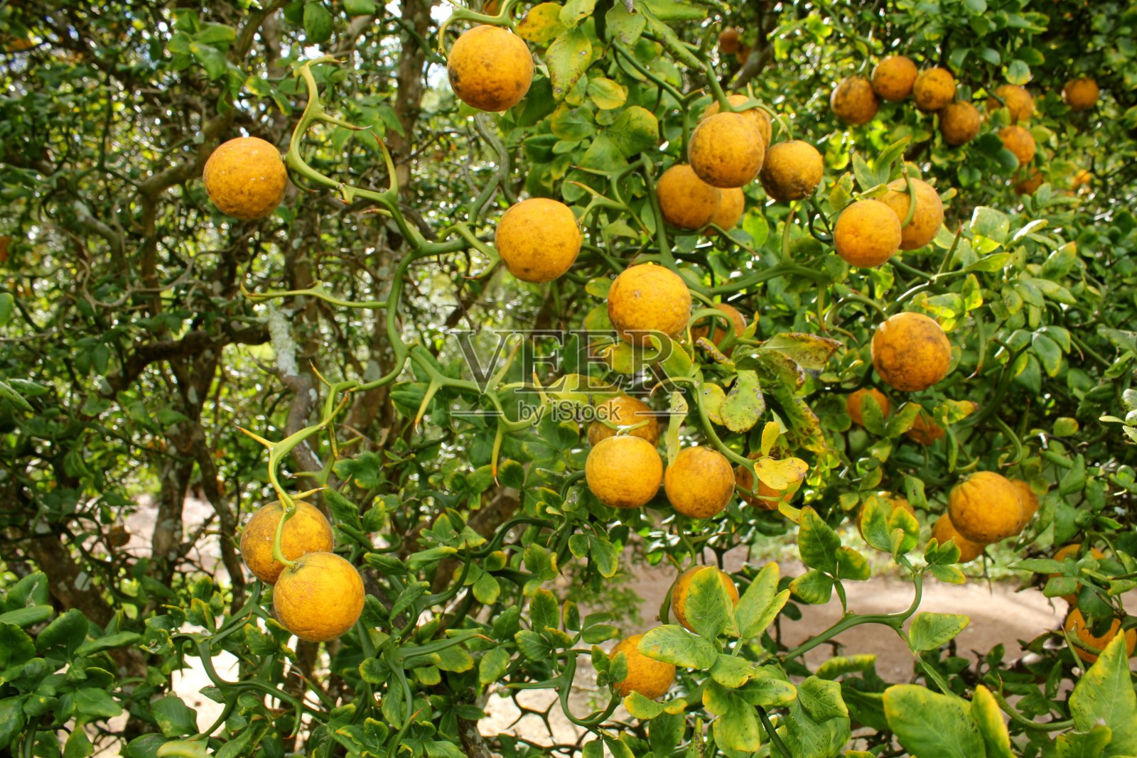 橙子照片摄影图片