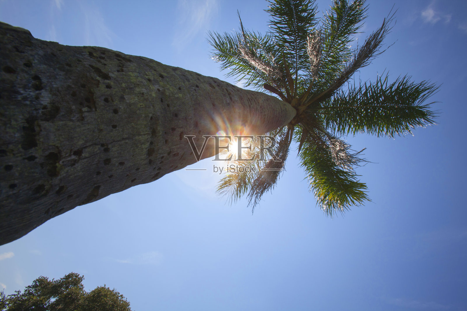 棕榈树照片摄影图片