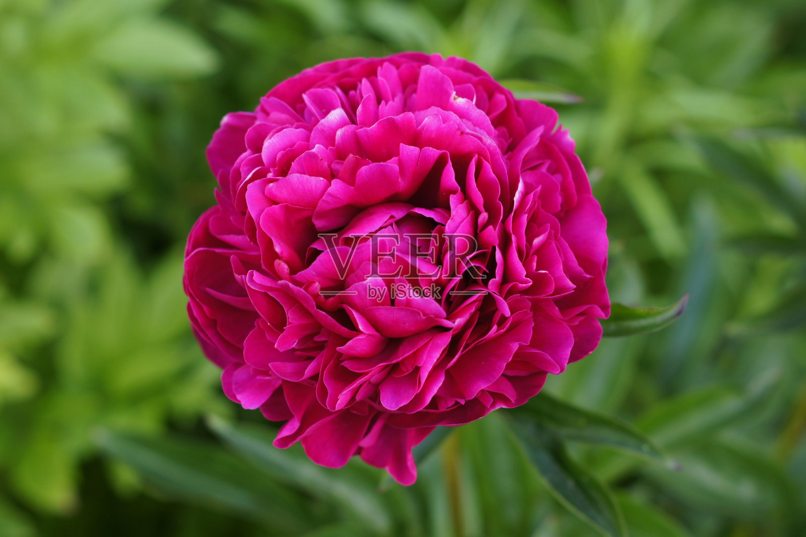 牡丹照片摄影图片