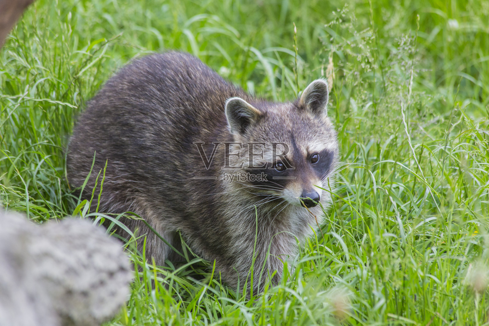 浣熊照片摄影图片