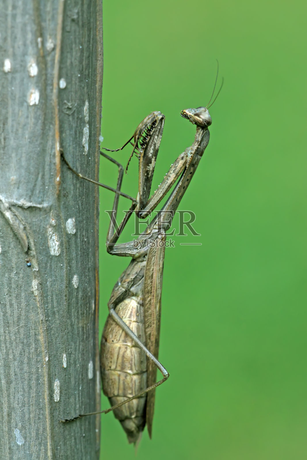 怀孕的螳螂照片摄影图片