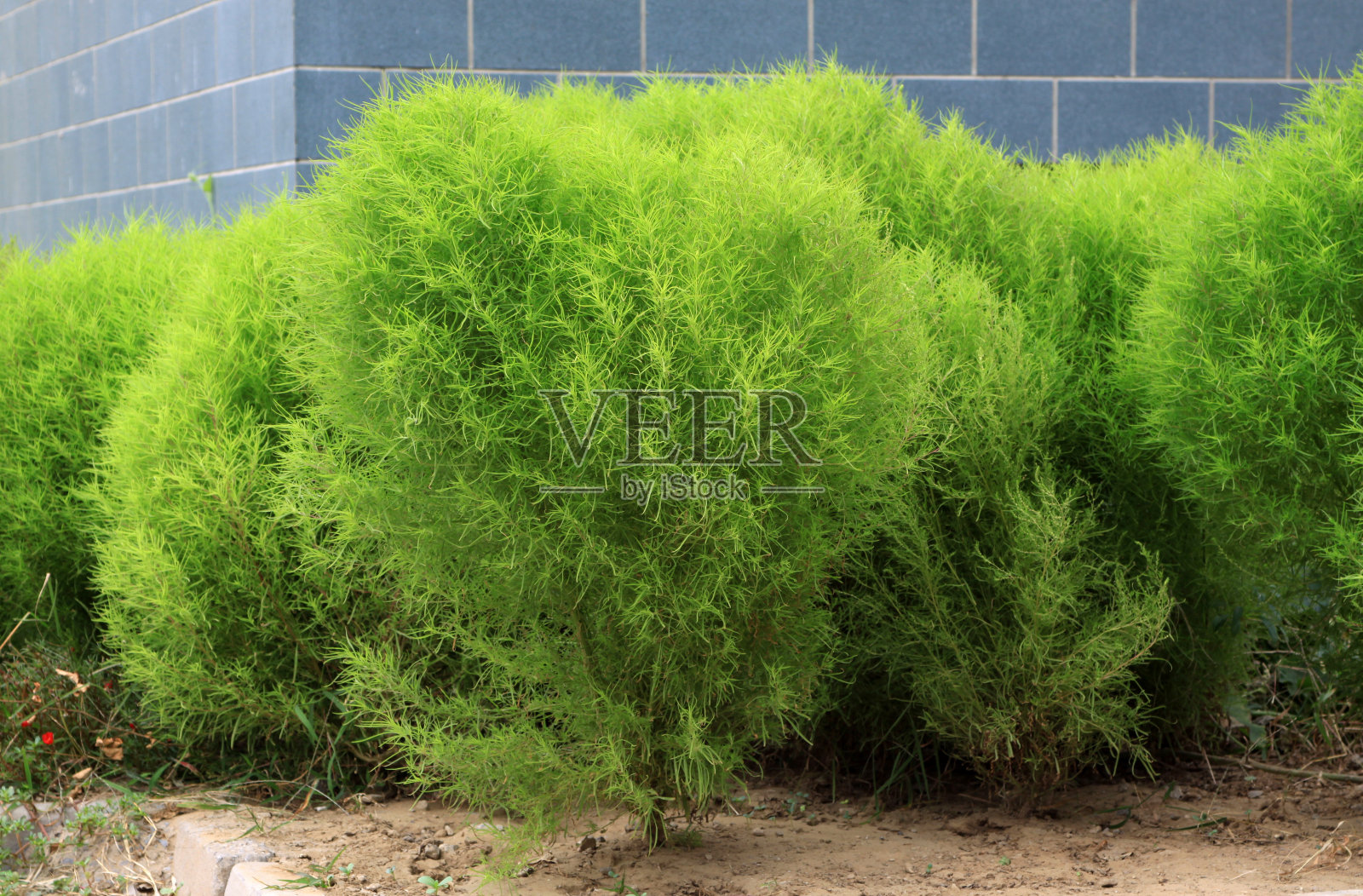 草地上的树木照片摄影图片