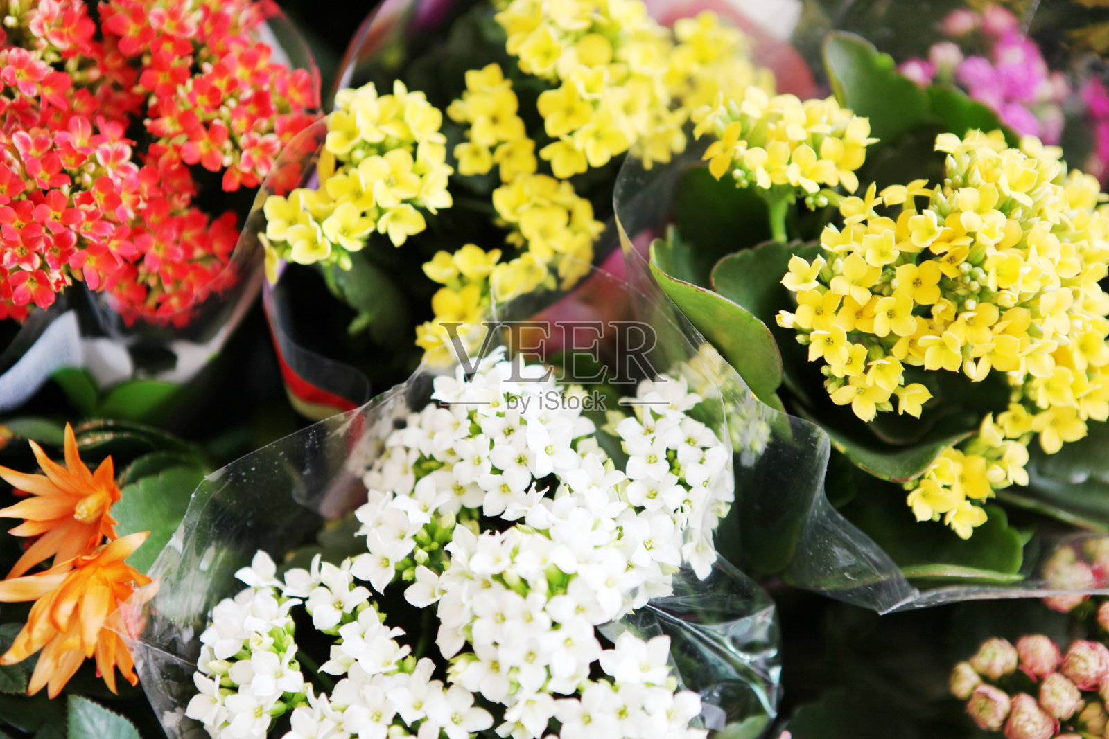 美丽的花朵图片照片摄影图片