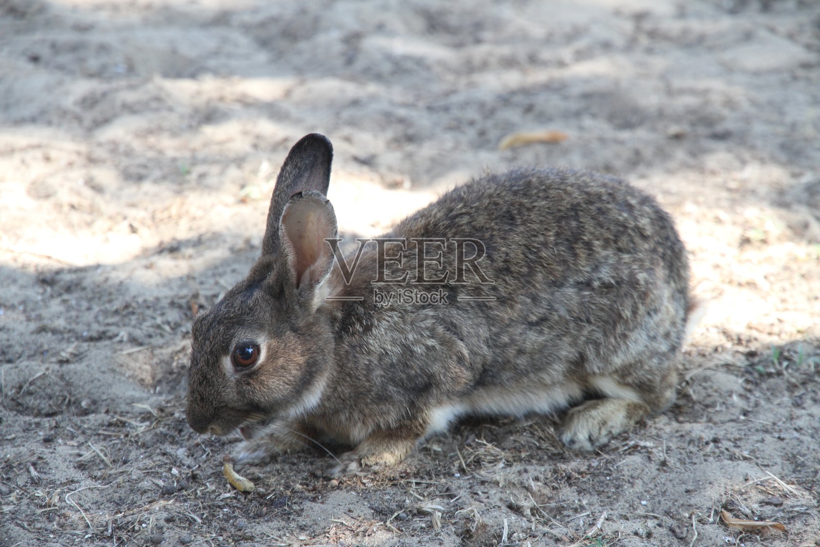 长着长发的兔子一边吃着食物照片摄影图片
