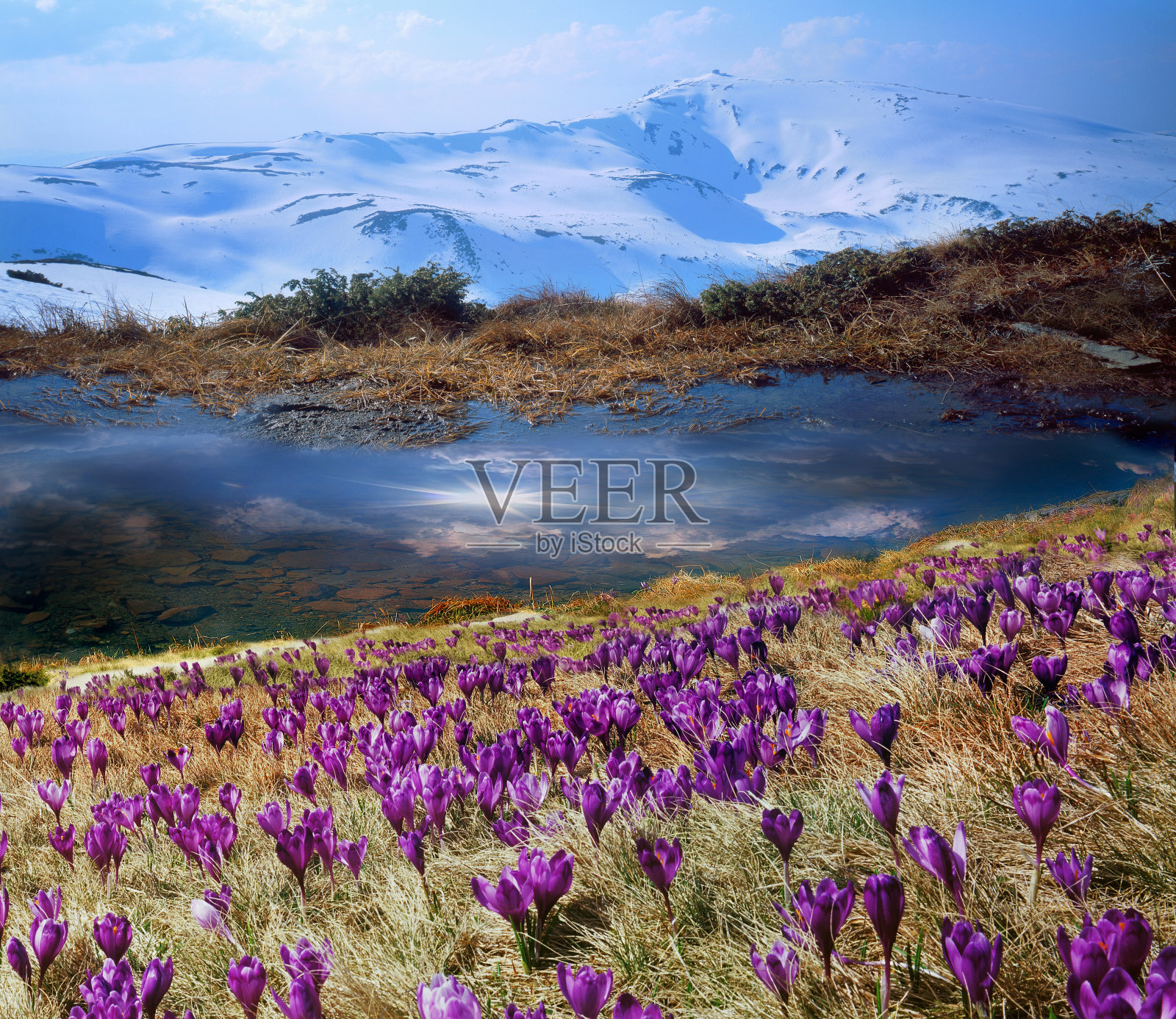美丽的高山花朵照片摄影图片