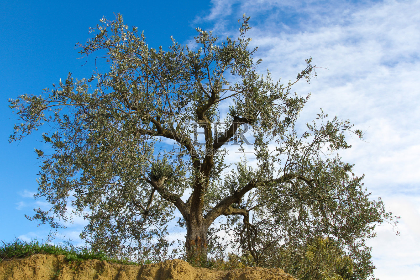 蓝天之树照片摄影图片