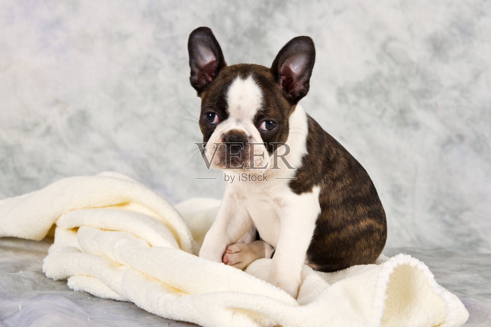 一只波士顿梗坐在白毛巾上照片摄影图片