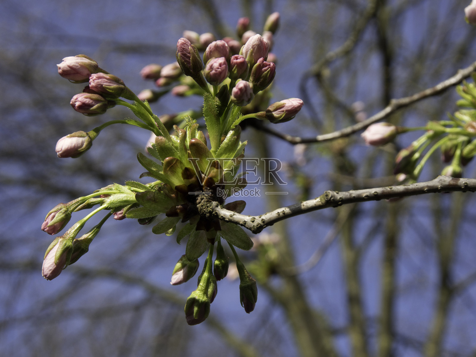 布莱特照片摄影图片