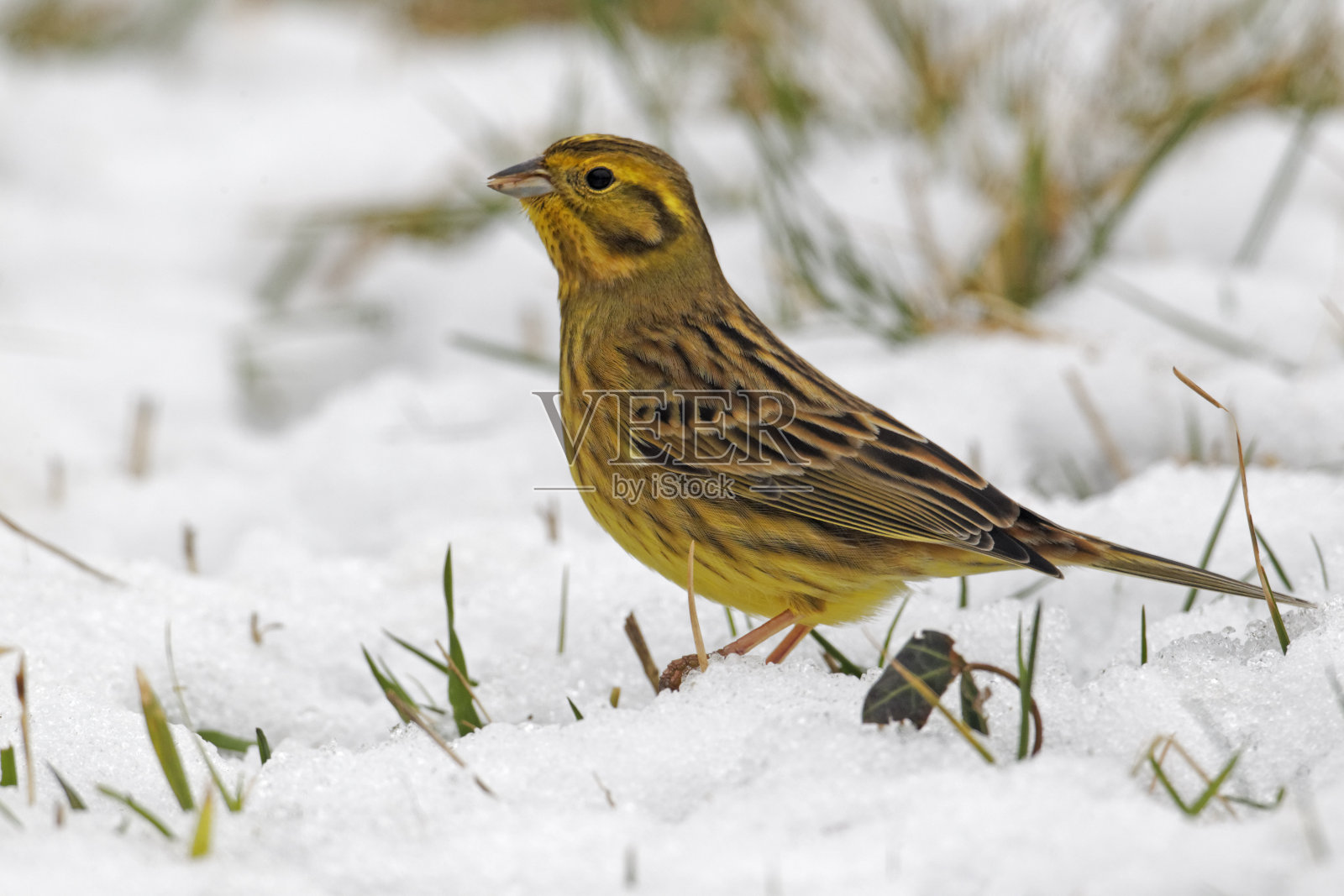 黄锤， 恩贝里扎西特里内拉照片摄影图片