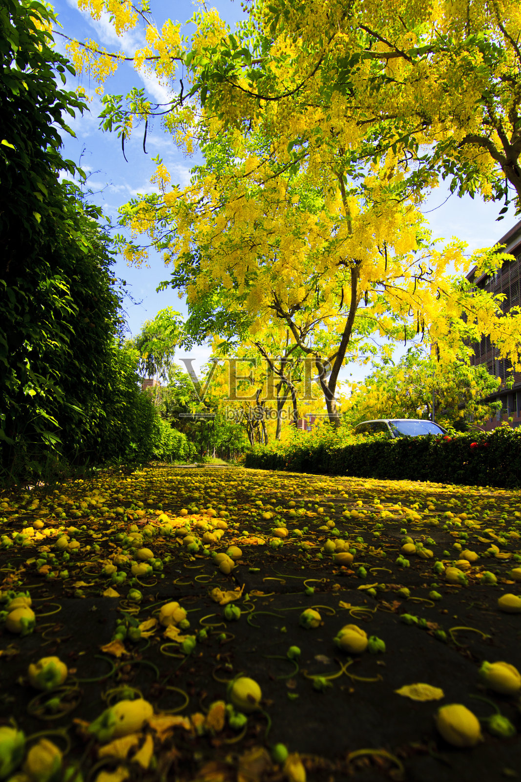 金色的世界照片摄影图片