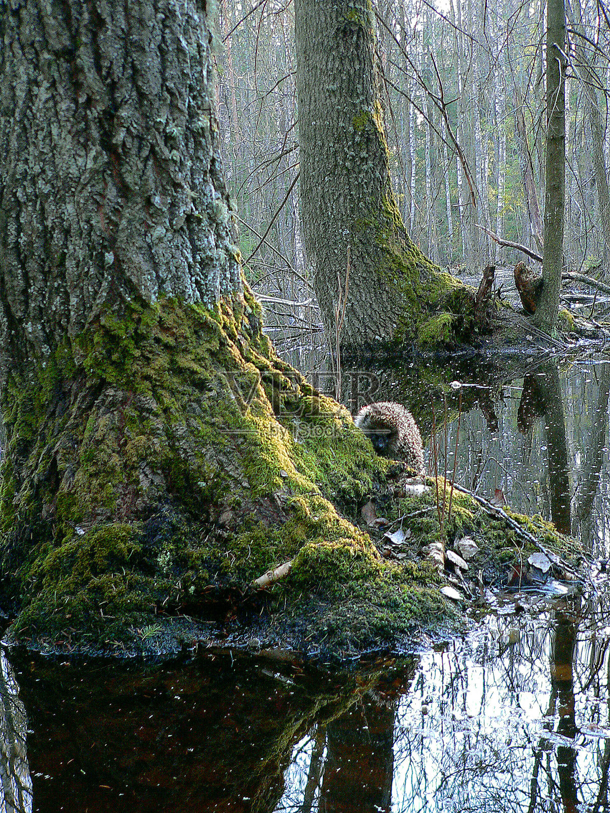 刺猬在水中照片摄影图片