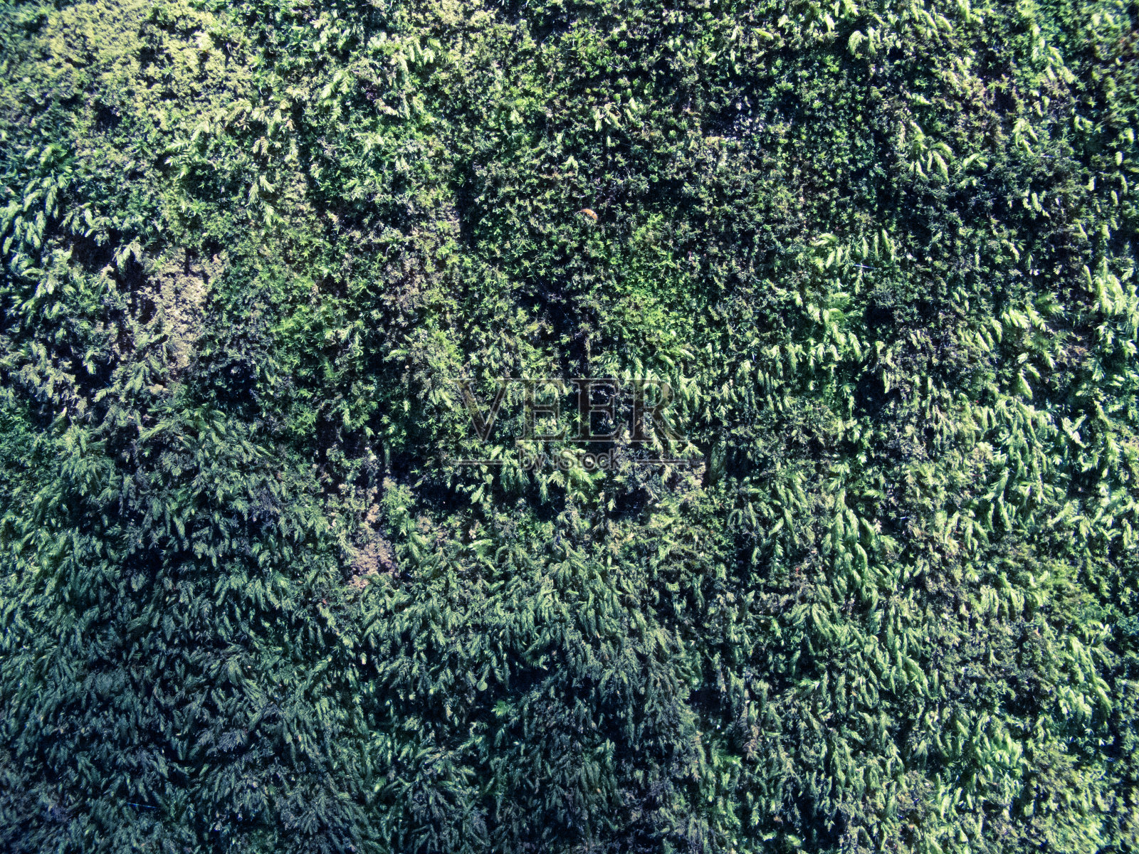 绿色植物纹理为背景照片摄影图片