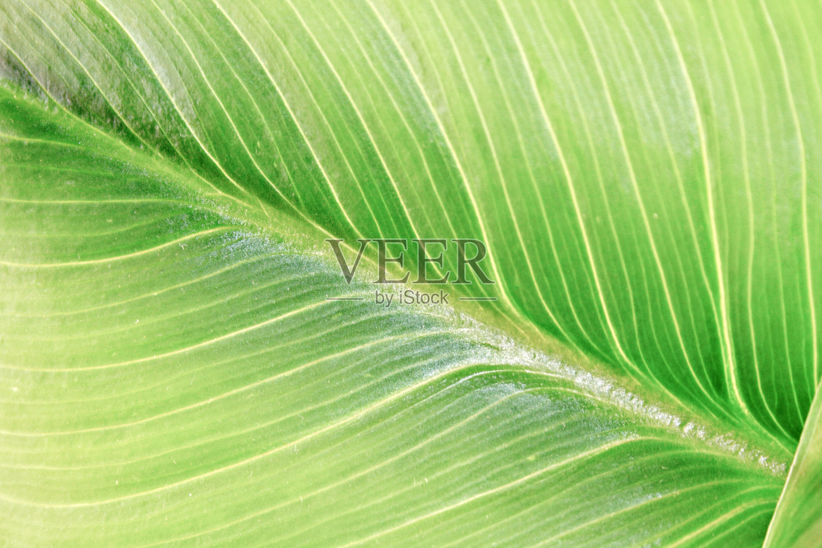 叶细节照片摄影图片