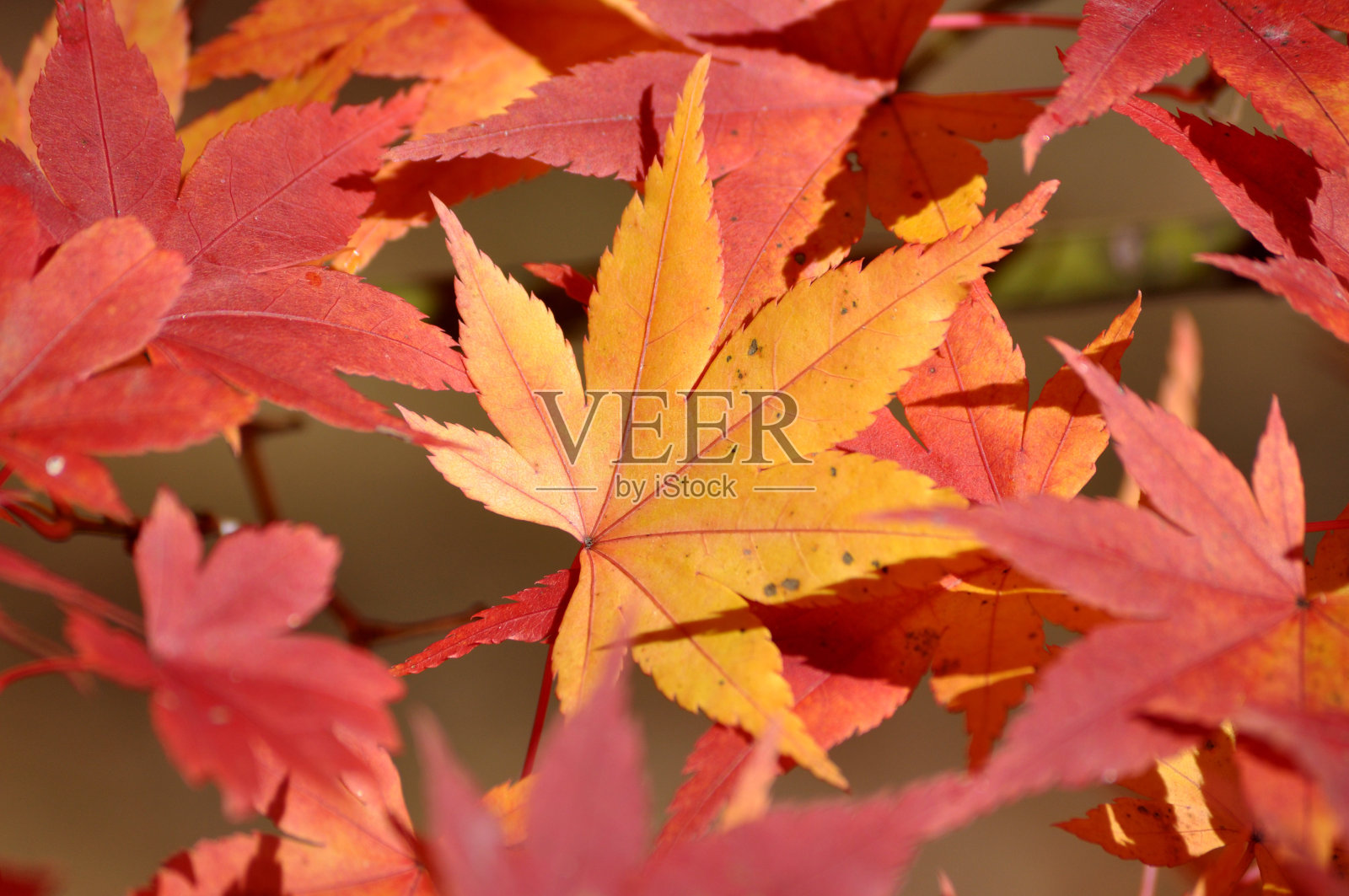 橙色和红色的秋天树叶照片摄影图片