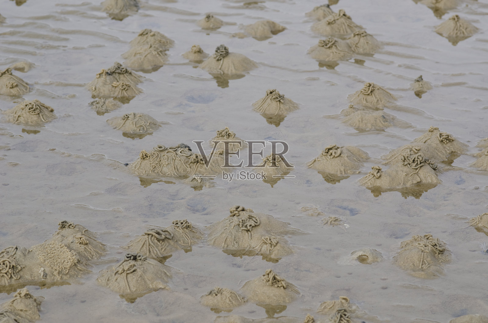 沙蚕或沙蚕照片摄影图片