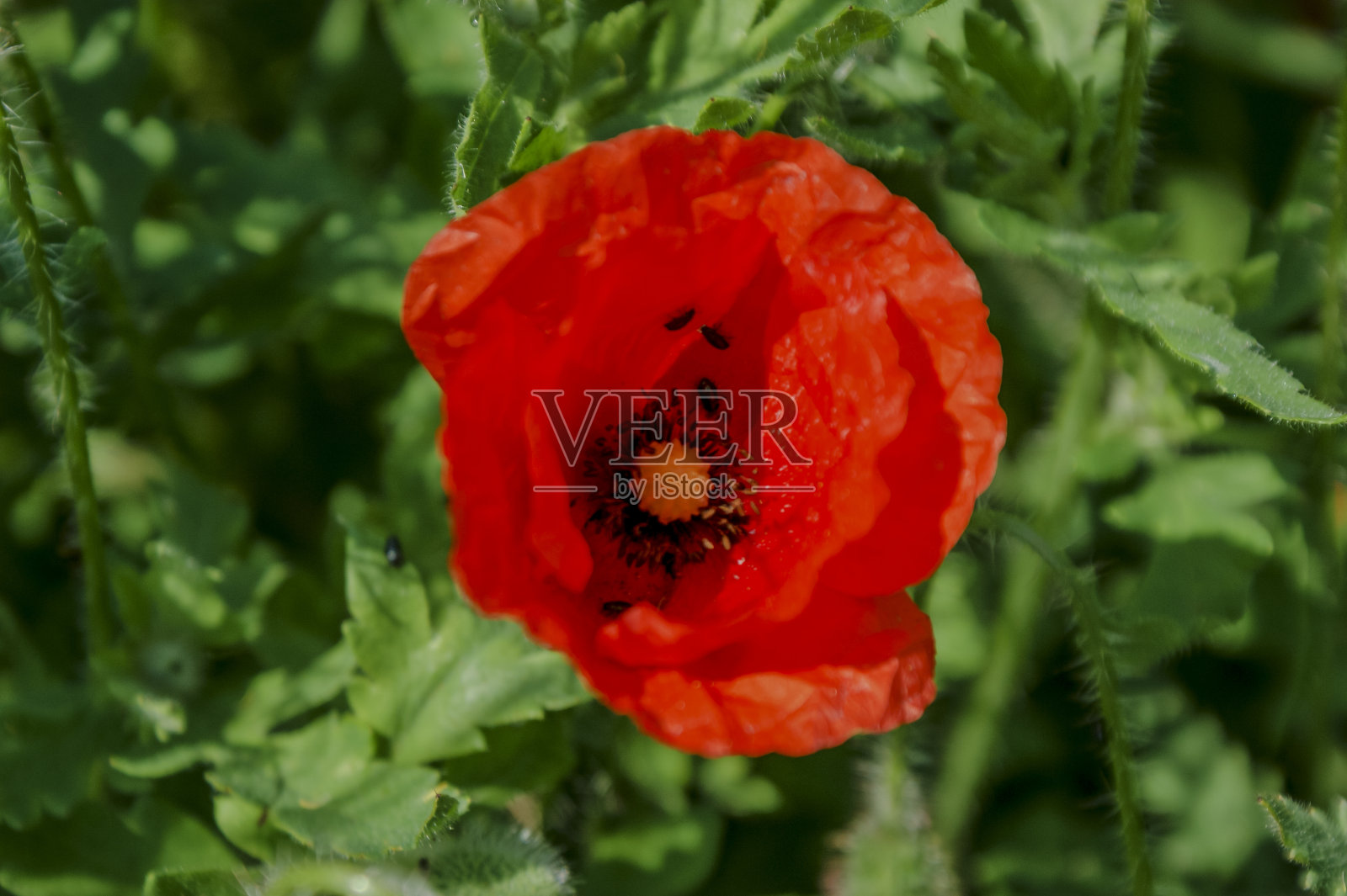 红色罂粟花照片摄影图片