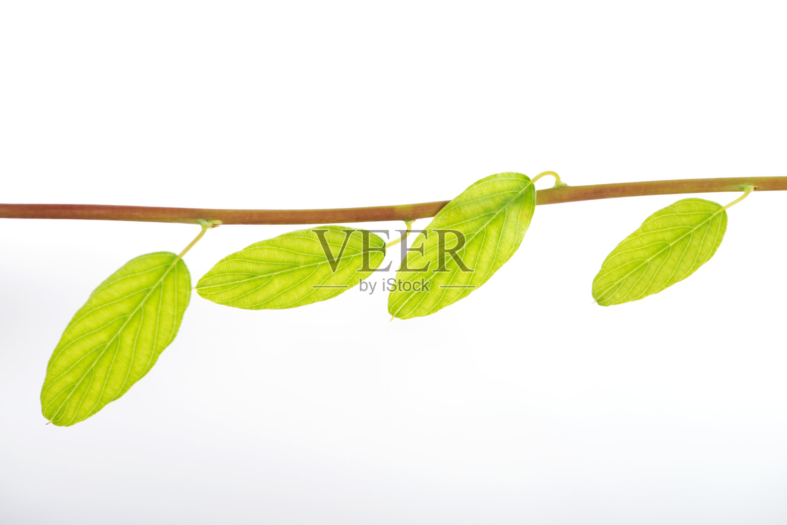 绿色的叶子照片摄影图片