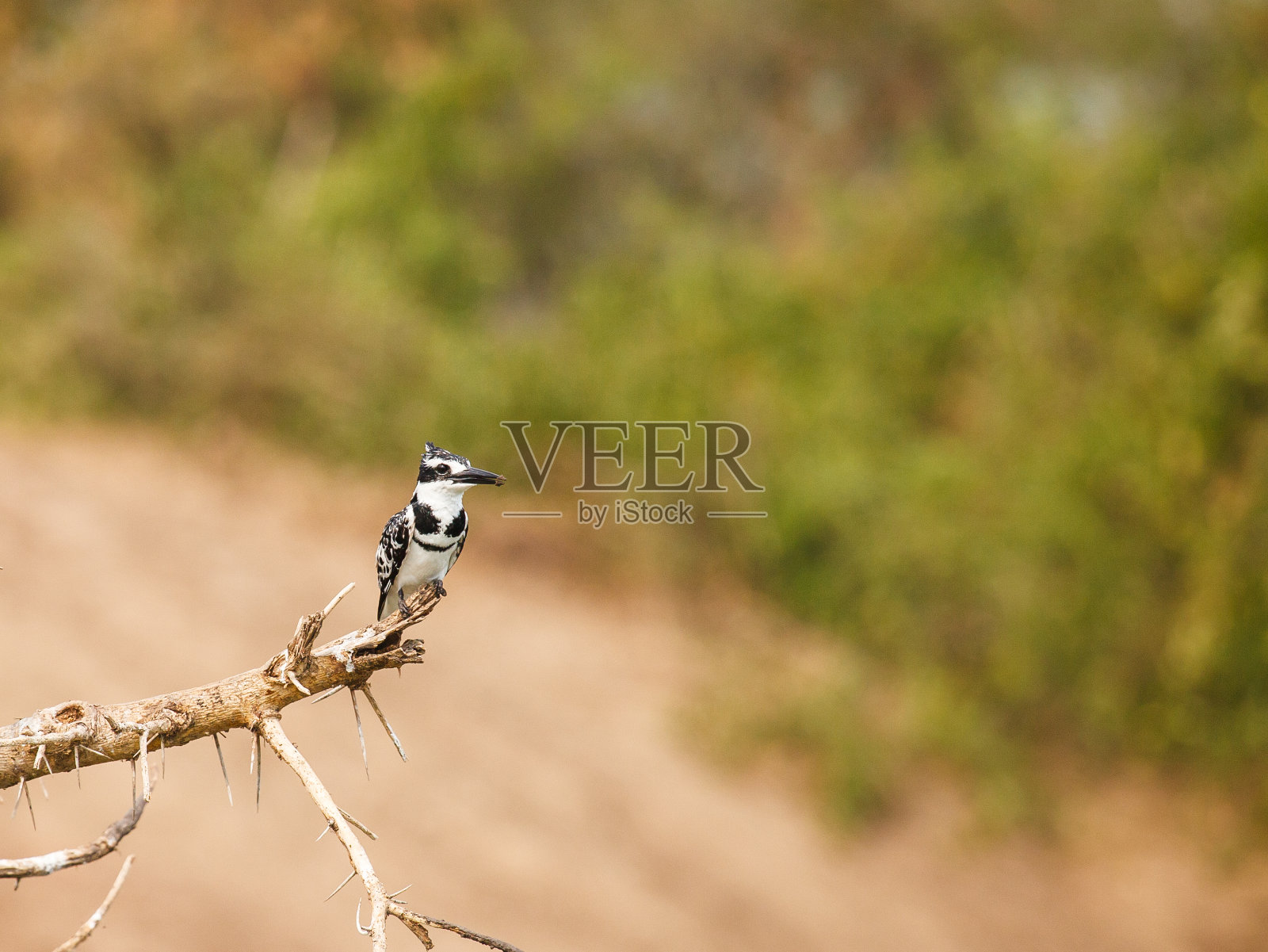 脚翠鸟照片摄影图片