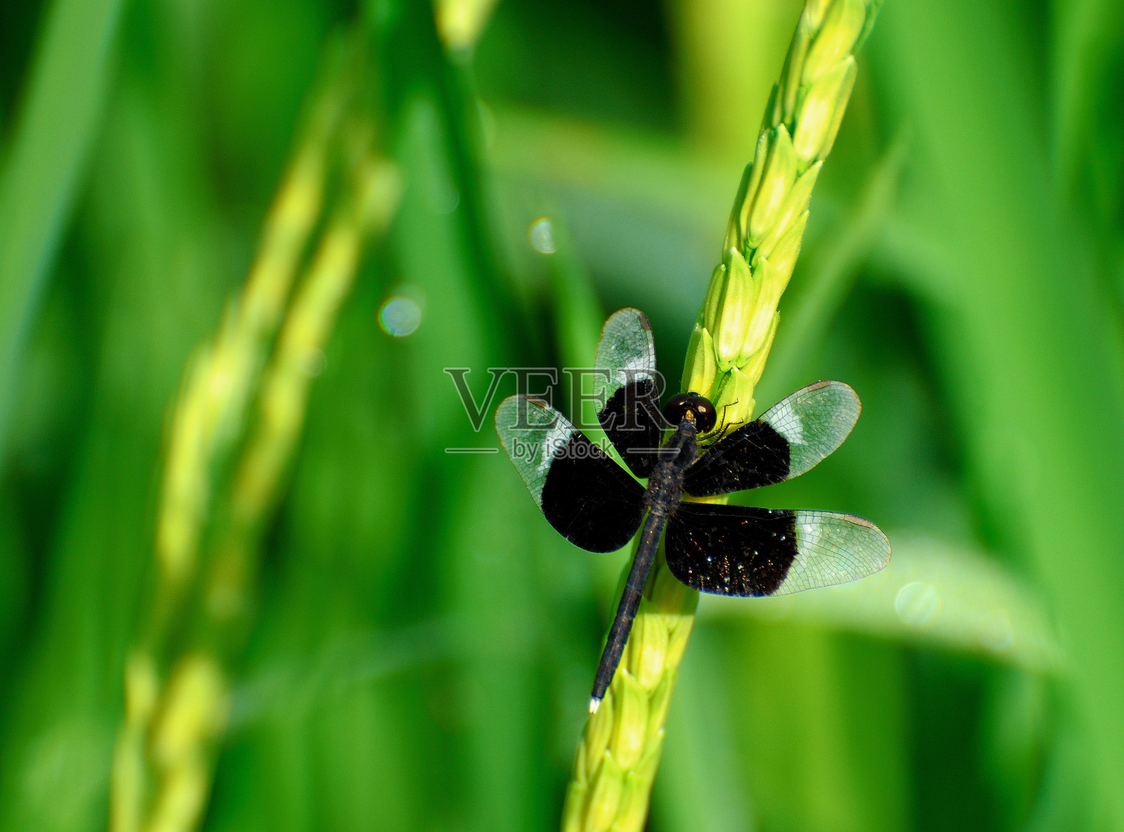 特写蜻蜓照片摄影图片