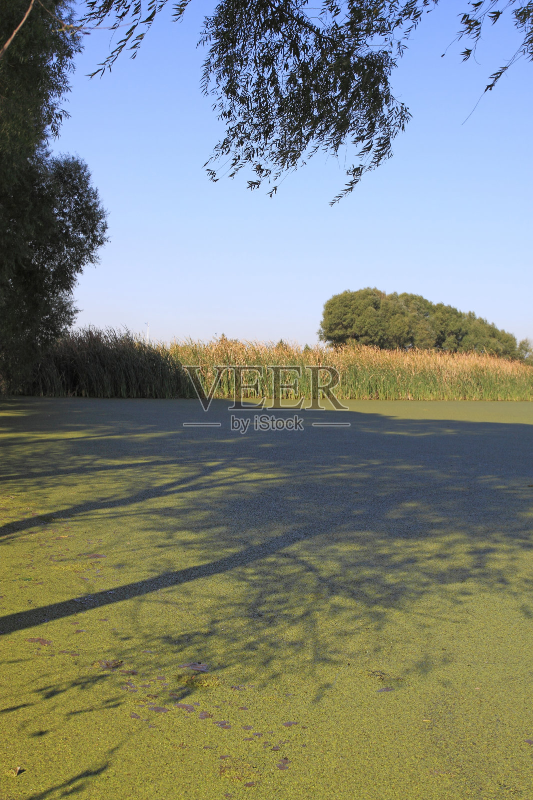 池塘风光照片摄影图片