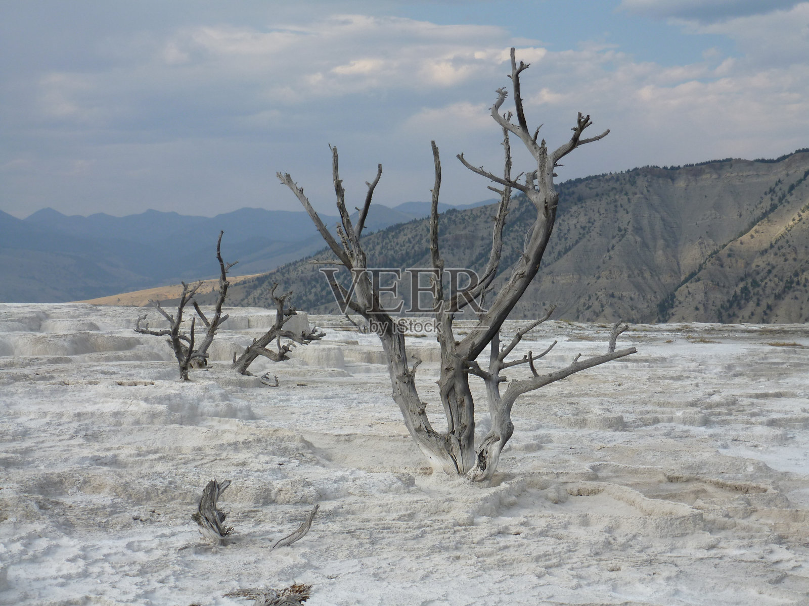 黄石公园的枯树照片摄影图片