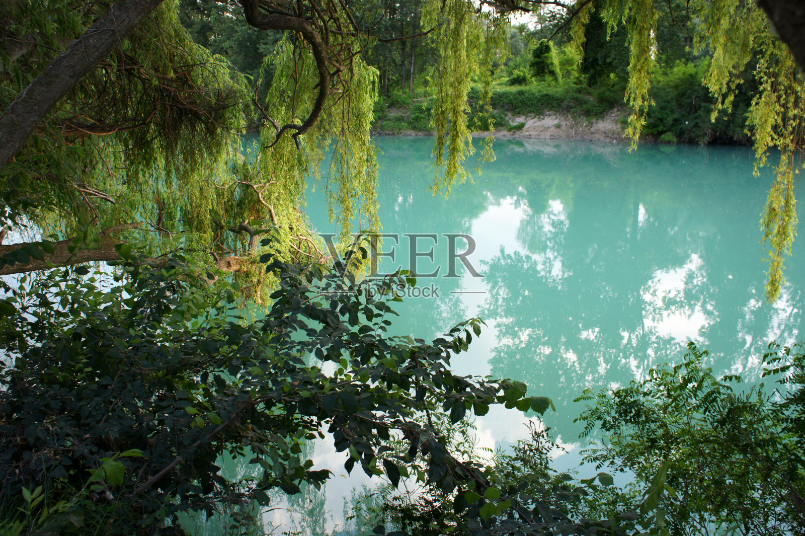 热带花园，湖泊和树木照片摄影图片